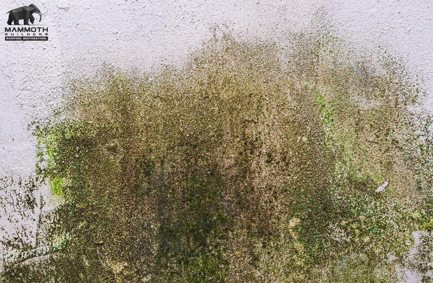 Mold Remediation Bloomington Hills UT